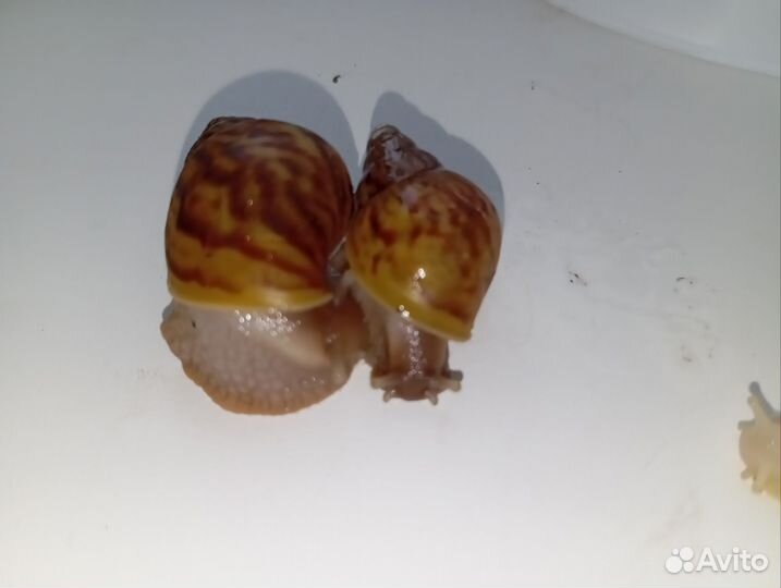 Улитки ахатины