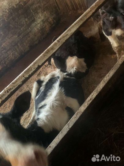 Быки от 1мес до 4 мес