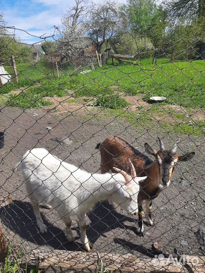 Козачки, коза