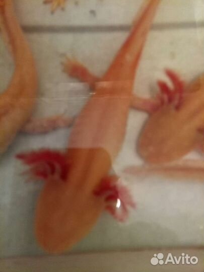 Аксолотли золотые.Аквариум под них. Черные,белые