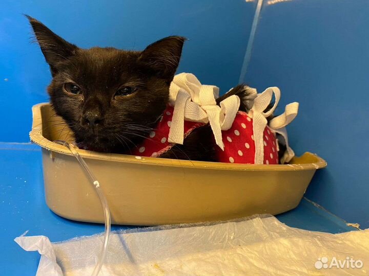 Котенок черный ищет дом