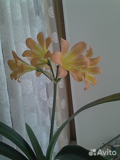 Комнатные цветы