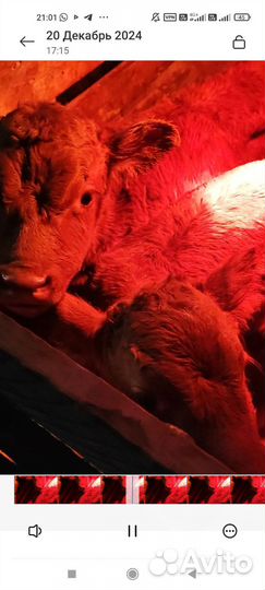 Бычëк и тёлочка