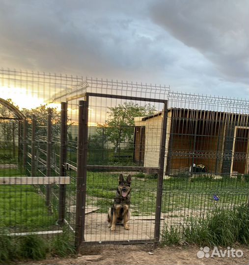 Передержка собак