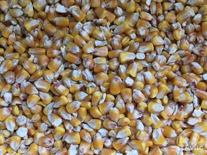 Кукуруза