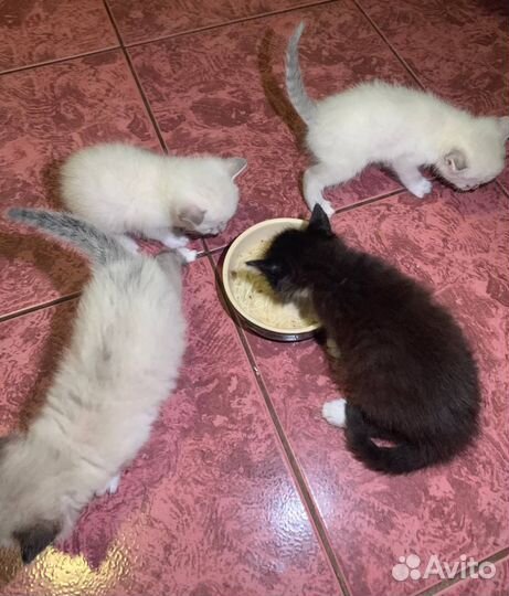 Котята в добрые руки