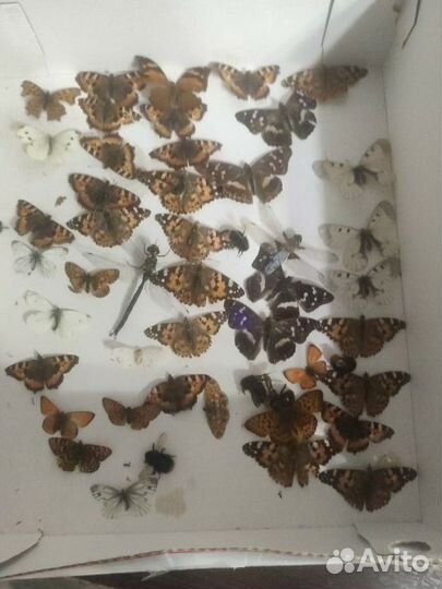 Бабочки