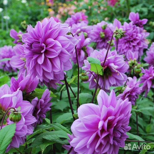 Георгины клубни