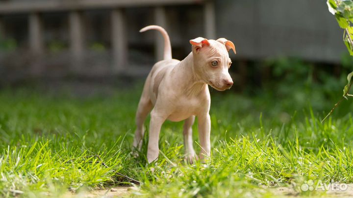 Щенки американского голого терьера