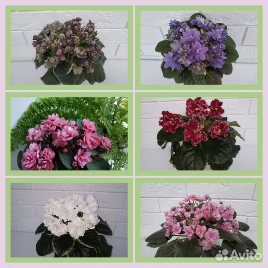 Фиалки сортовые