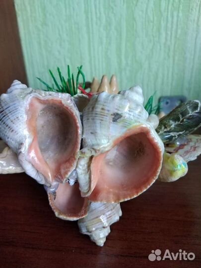 Инсталляция из ракушек