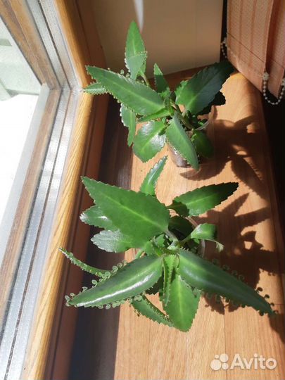 Каланхое лечебное