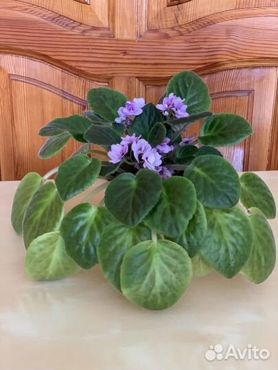 Фиалки цветы