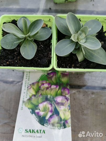 Эустома (рассада)