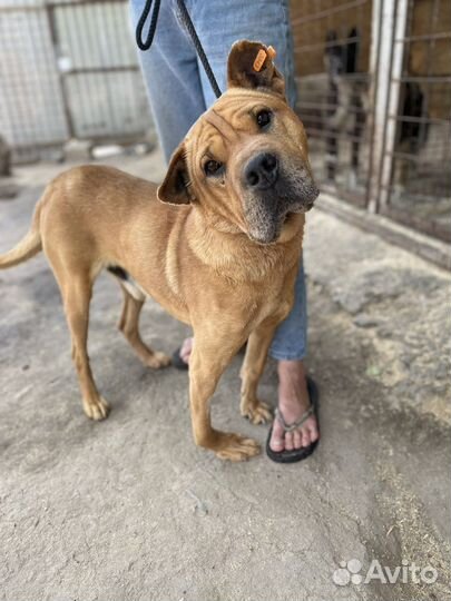 Собака из отлова в добрые руки