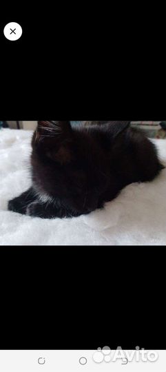 Кошка в дар