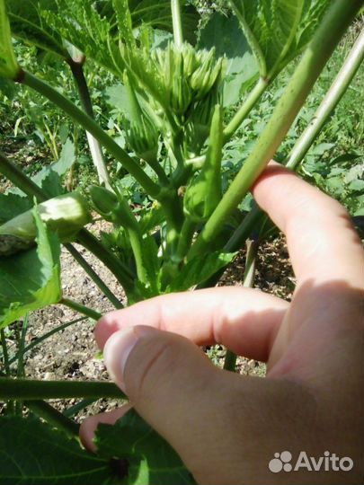 Семена Бамии(Окра)