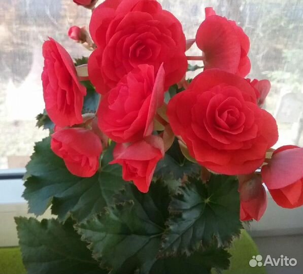 Бегония элатиор