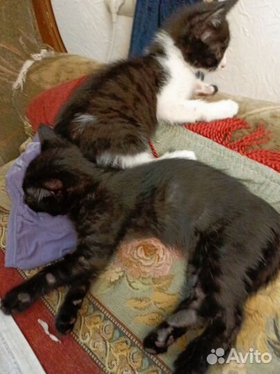 Кошка в дар бесплатно