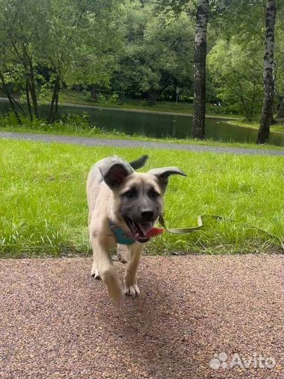 Щенки овчарки в добрые руки метис