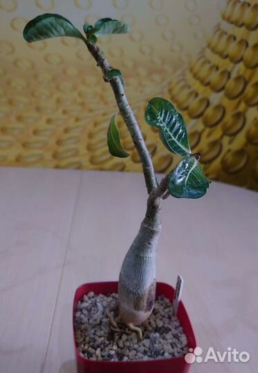 Адениум обесум, арабикум, кристатный