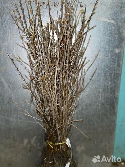 Чернозем,Грунт,Перегной готовый,Навоз Коровий,ЗИЛ