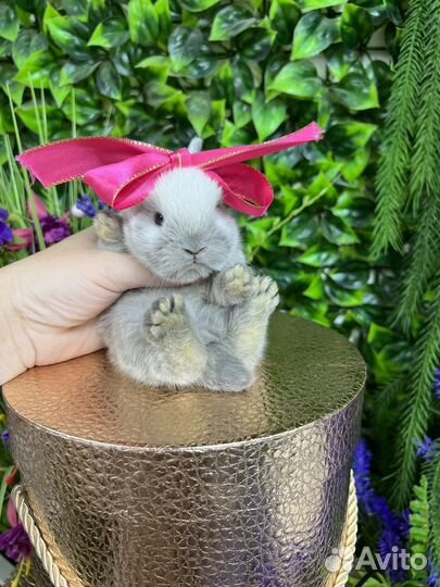 Кролики миниатюрные