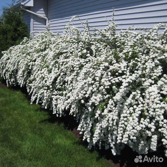 Спирея Вангутта взрослые кусты