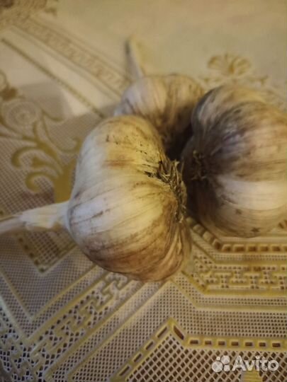 Продам домашний чеснок
