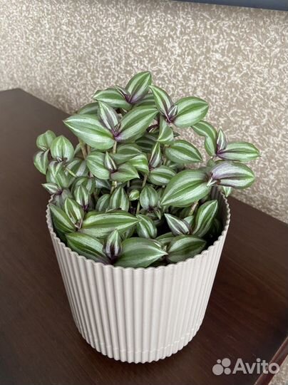 Полосатая фиолетовая традесканция