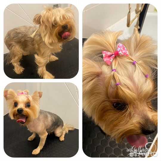 Грумер, стрижка собак