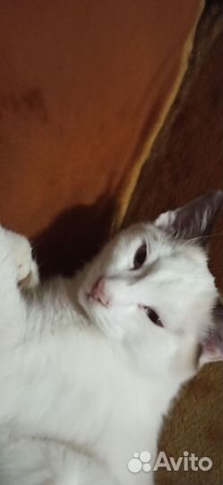 Кот Кокос