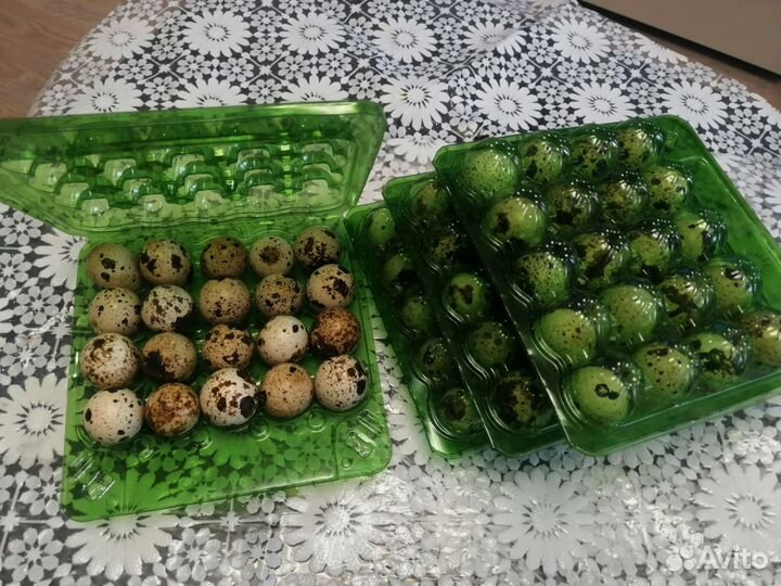 Яйца перепелиные домашние