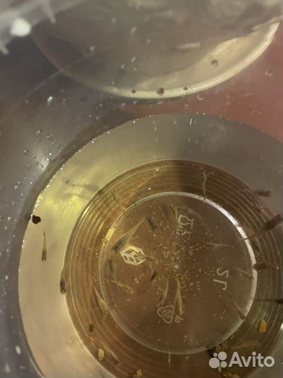 Аквариумные рыбки гуппи