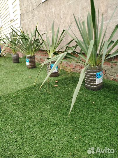 Юкка нитчатая