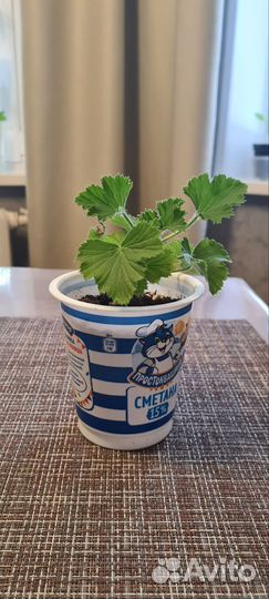 Комнатные цветы