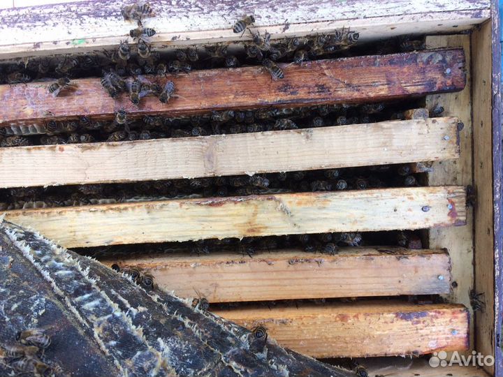 Пчелиный рой,пчелы