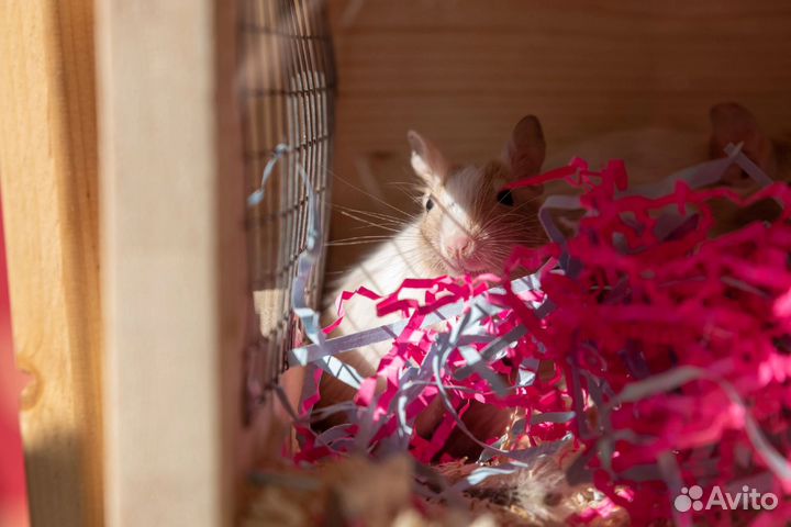 Чилийские цветные дегусы