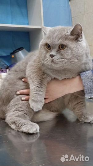 Полная Стерелизация кошек, кастрация котов