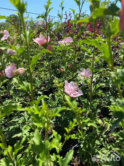 Гибискус сирийский 