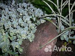 Очиток Эверса, седум