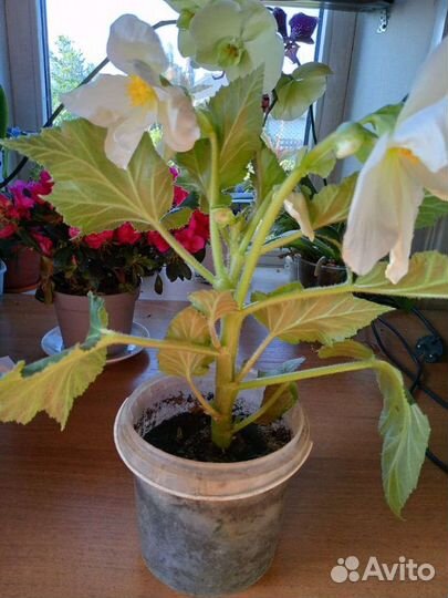 Бегония белая, клубневая