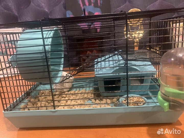 Джунгарский хомяк бесплатно с клеткой