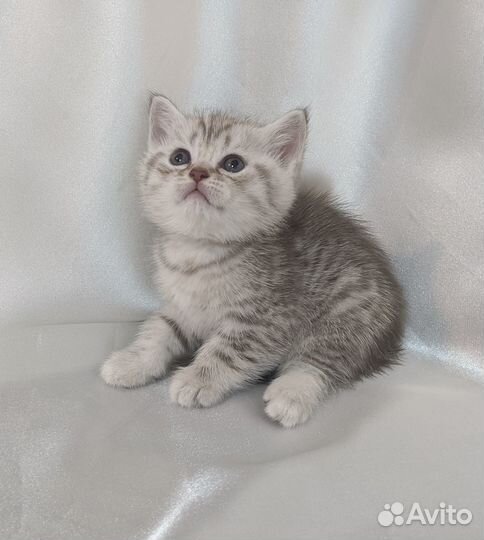 Британский котенок