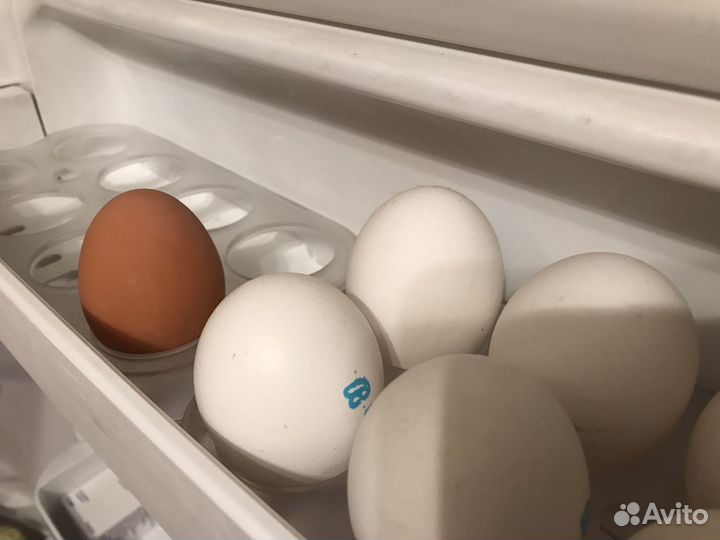 Яйцо-попрыгун