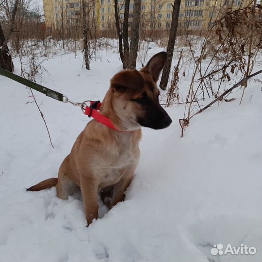 Собака в добрые руки отдам бесплатно