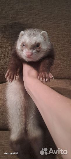 Домашний хорек с клеткой