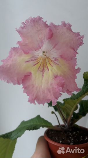 Стрептокарпусы (стрепсы)