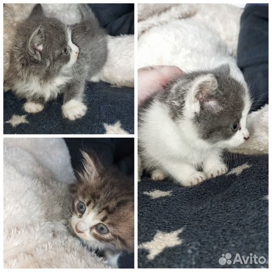 Отдам в добрые руки