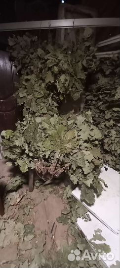 Веники дубовые большие и средние вязал для себя